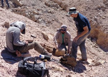 Científicos identifican en Chile un pterosaurio, o dragón volador prehistórico
