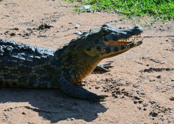 Una mujer de 74 años salva a su perro saltando sobre un caimán en Florida