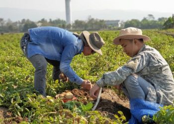 Expertos abogan por suelos saludables para una agricultura sostenible