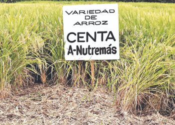 El Centa asegura la producción de semillas