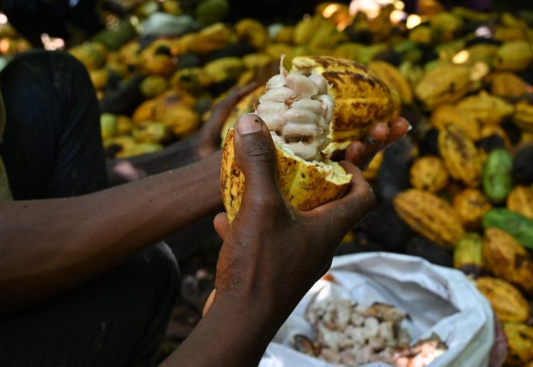 La nueva herramienta contiene datos estratégicos sobre la producción y las zonas de cultivo de productos./ Foto: Diario El Salvador.