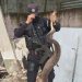 PNC atiende hallazgo de serpiente de gran tamaño en Ciudad Delgado
