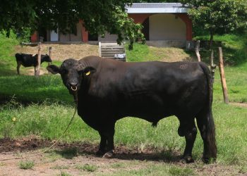 Ministerio de Agricultura apuesta por la tecnificación para reactivar la ganadería