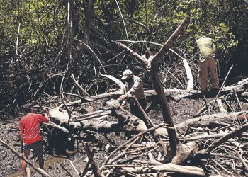 Guardarrecursos del MARN velan por la recuperación de los manglares en el país