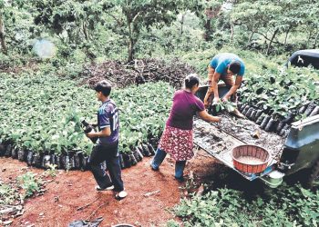 Productores de Berlín reciben plantas de café