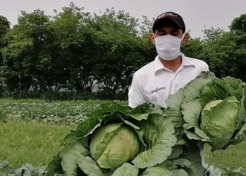 Ministerio de Agricultura apuesta por un plan de producción de hortalizas para abastecer negocios