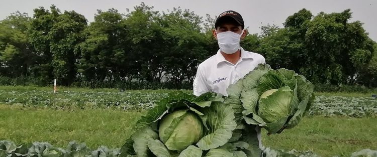 RECETO forma parte del Plan Maestro de Rescate Agropecuario, y está enfocado en los cultivos de hortaliza, como el repollo.