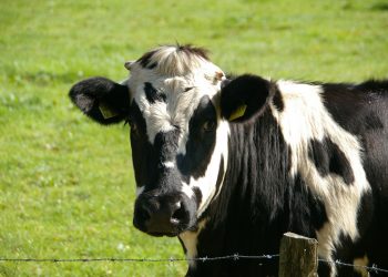Un caso del mal de las «vacas locas» detectado en Inglaterra