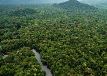La Amazonía perdió en 36 años un área de vegetación nativa del tamaño de Chile