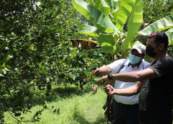 Producción de limón orgánico se abre paso en el mercado de los cítricos en El Salvador