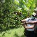 Producción de limón orgánico se abre paso en el mercado de los cítricos en El Salvador