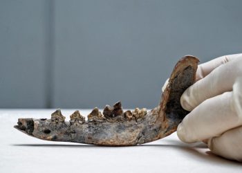 Perros y amos podrían haber habitado Centroamérica desde hace 12.000 años