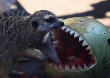 Fotos: Animales en zoológico de Guatemala rompen la rutina con regalos de Halloween