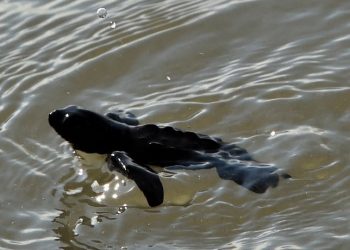 El breve y peligroso camino de las tortugas recién nacidas hacia el océano en Panamá