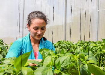 Programa Rural Adelante impulsa producci´ón de chile morrón en Jocoaitique