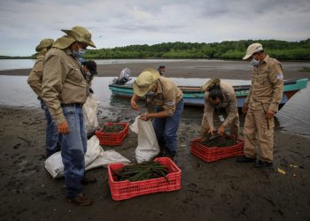 Ministerio de Medio Ambiente trabaja en la protección constante de los manglares