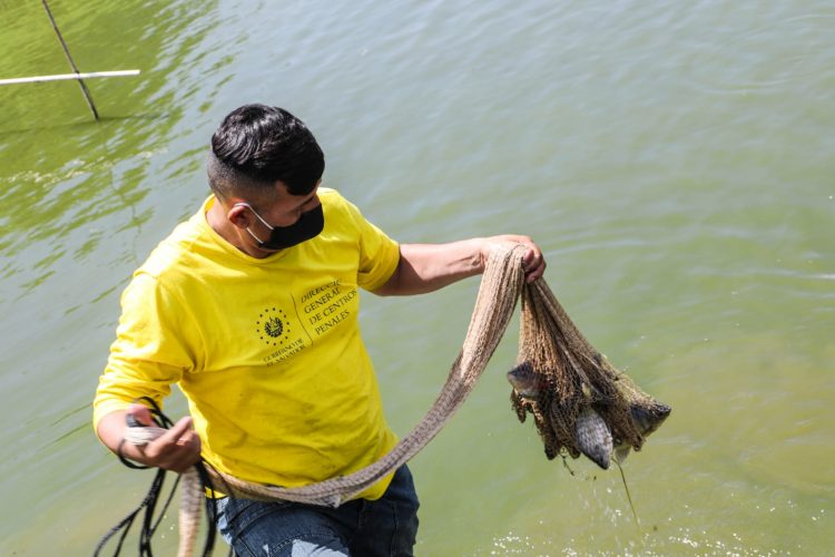 Además de trabajar la tierra,
los privados de libertad
tienen estanques para la
producción de tilapia.