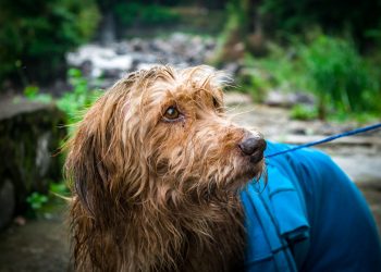 Autoridades rescatan a perrito atrapado en río El Arenal, San Salvador