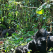 Muere una gorila famosa del parque de Virunga en la República Democrática del Congo