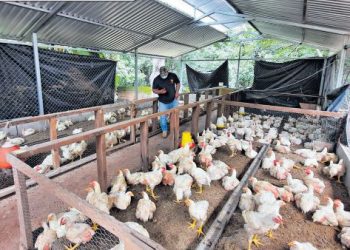 La pandemia obligó a una familia a reorganizar su granja de pollos