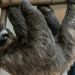 «No son peluches»: pareja en Venezuela rescata perezosos en peligro y los libera en su hábitat