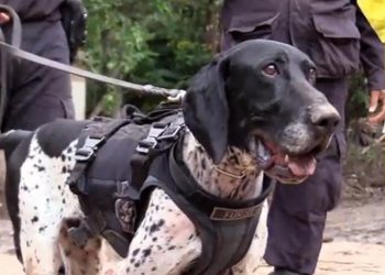 Policía Nacional Civil despide como todo un héroe al agente canino Furst