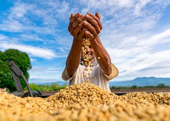 El Salvador será sede de encuentro regional de caficultura