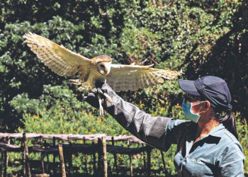 Ejecutivo y Asamblea se unen para cuidar a animales