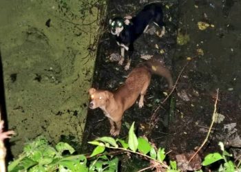 Bomberos de El Salvador rescata a dos caninos en San Isidro, en Cabañas