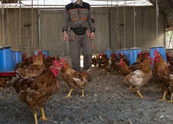 Holanda confina a sus aves de corral por la gripe aviar