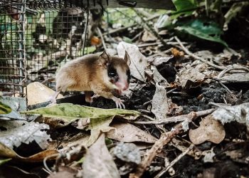 Medio Ambiente libera a una marmosa mexicana en su hábitat natural