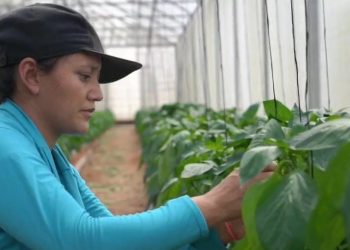Ministerio de Agricultura y Ganadería continúa apoyando a productores por medio de Rural Adelante