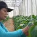 Ministerio de Agricultura y Ganadería continúa apoyando a productores por medio de Rural Adelante