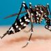 Investigación ofrece una esperanza para el tratamiento del dengue