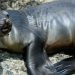 Colonia de lobos marinos se resiste al retroceso de su especie en México