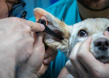 Estos son los beneficios que podrás encontrar en el Hospital Veterinario de El Salvador
