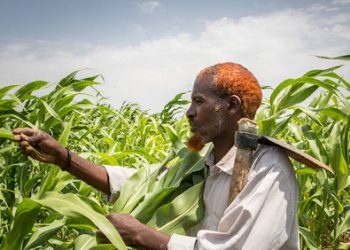 Precios mundiales de alimentos aumentaron en septiembre, indica la FAO