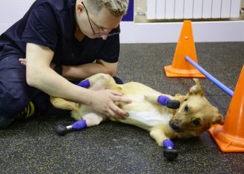 Una perrita rusa vuelve a andar tras ponerle cuatro prótesis en las patas