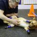 Una perrita rusa vuelve a andar tras ponerle cuatro prótesis en las patas
