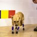 Una perrita rusa vuelve a andar tras ponerle cuatro prótesis en las patas