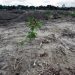 Líderes mundiales se comprometen a detener la deforestación en 2030