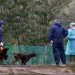 Primer brote de gripe aviar 2021 detectado en el norte de Francia