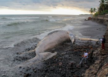 Autoridades localizan una ballena muerta en playa Las Flores, en La Libertad