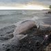 Autoridades localizan una ballena muerta en playa Las Flores, en La Libertad