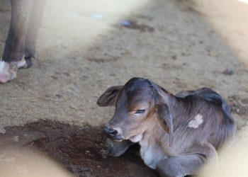 Estudiantes de Ciencias Agronómicas de la UES auxilian en parto riesgoso de bovino en Sacacoyo