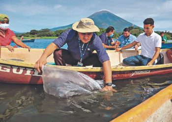 Liberan 20,000 alevines en la laguna El Jocotal de San Miguel
