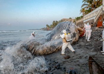 Autoridades sepultan el cuerpo de la ballena encontrada muerta en playa Las Flores