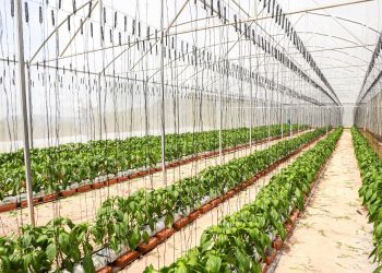 Ministerio de Agricultura beneficia a 35 municipios del oriente de El Salvador con dos grandes proyectos