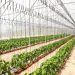 Ministerio de Agricultura beneficia a 35 municipios del oriente de El Salvador con dos grandes proyectos