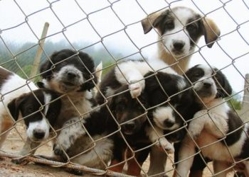 Bogotá tendrá el primer hospital público para animales sin hogar